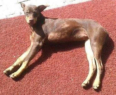 Cachorro ra a SRD idade 7 a 11 meses nome Trinity