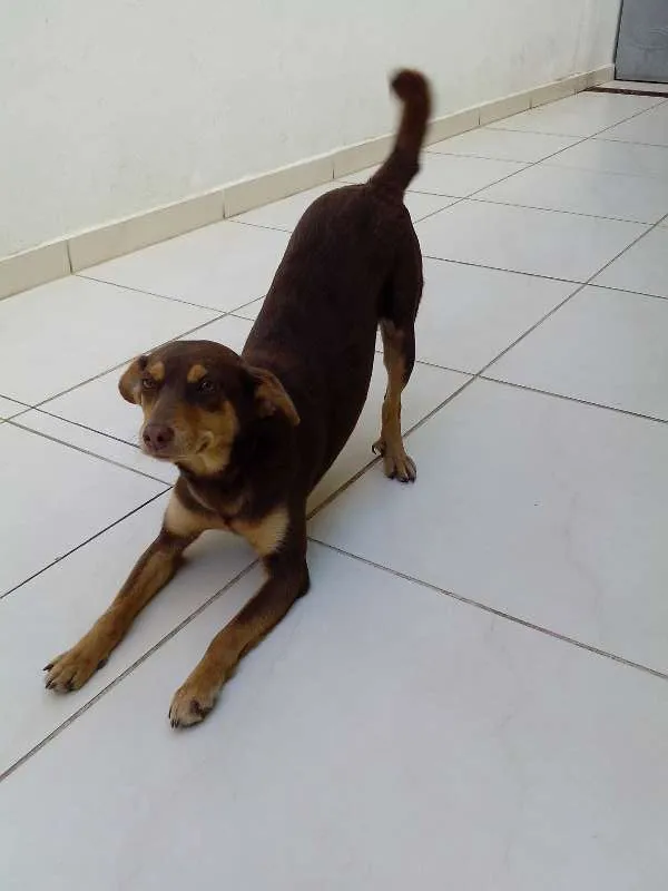 Cachorro ra a sem raça idade 1 ano nome Bi