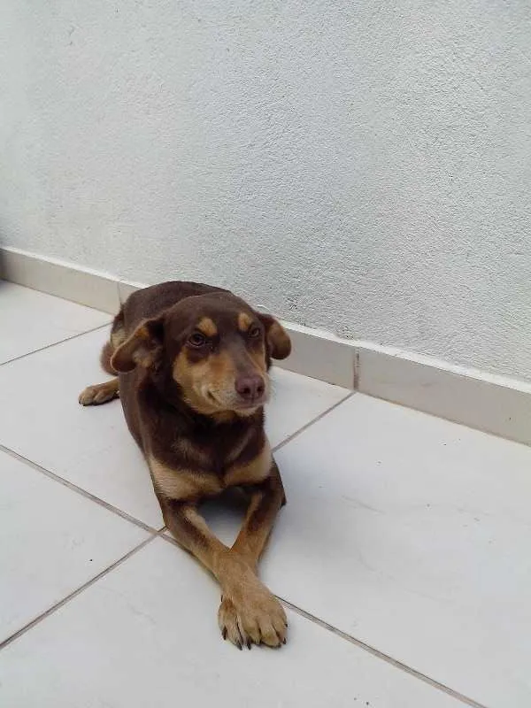 Cachorro ra a sem raça idade 1 ano nome Bi