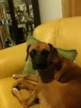 Laika