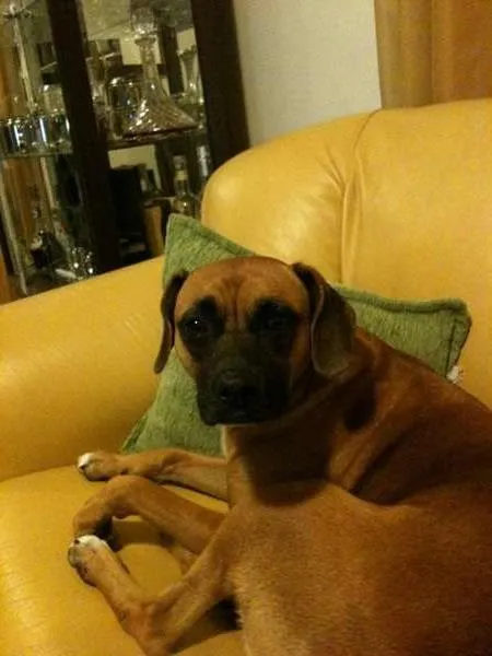 Cachorro ra a Boxer mestiça idade 3 anos nome Laika