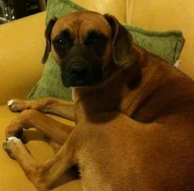 Cachorro ra a Boxer mestiça idade 3 anos nome Laika