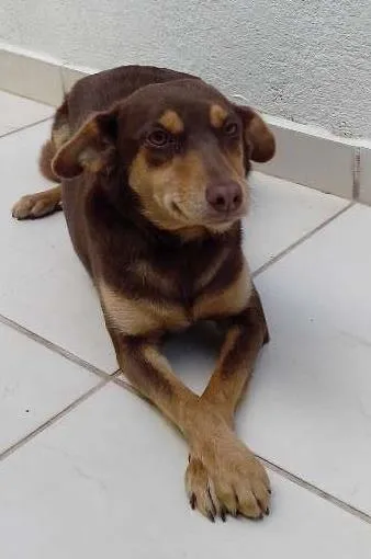 Cachorro ra a sem raça idade 1 ano nome Bi