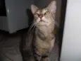 viuvo