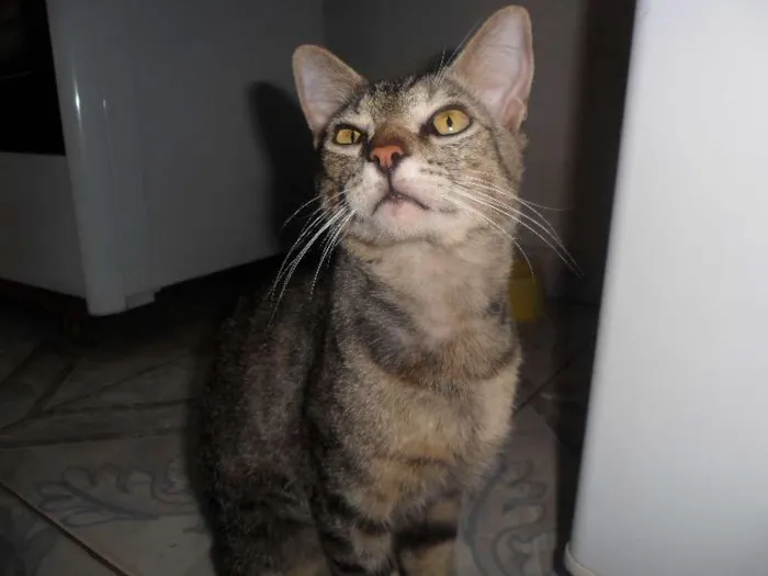 Gato ra a sem raça idade 3 anos nome viuvo