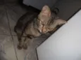 viuvo