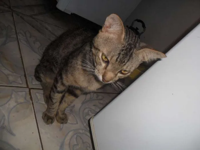 Gato ra a sem raça idade 3 anos nome viuvo