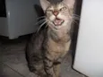 viuvo