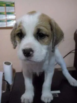 Cachorro raça SRD idade 2 a 6 meses nome BEBE