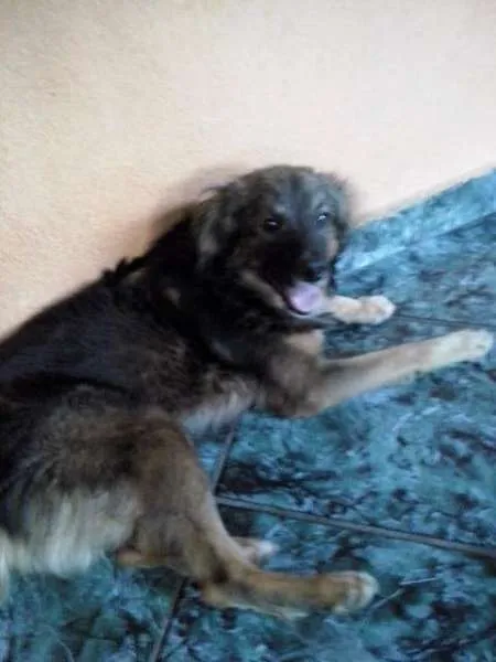 Cachorro ra a SRD idade 7 a 11 meses nome Rabito