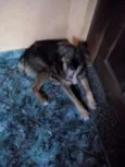 Rabito