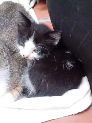 Gato raça  idade Abaixo de 2 meses nome -
