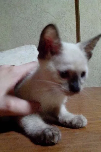 Gato ra a SRD idade Abaixo de 2 meses nome Filhotinha