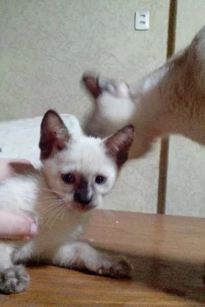 Gato ra a SRD idade Abaixo de 2 meses nome Filhotinha