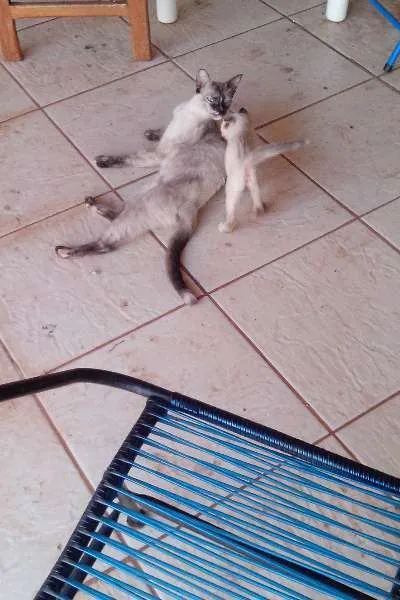Gato ra a SRD idade Abaixo de 2 meses nome Filhotinha