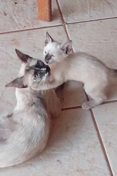 Gato ra a SRD idade Abaixo de 2 meses nome Filhotinha