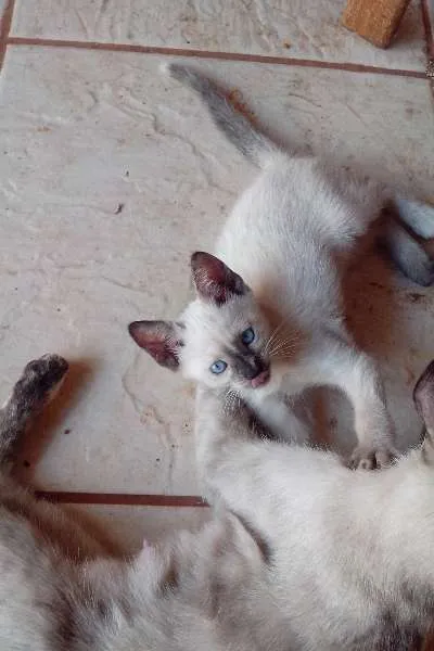 Gato ra a SRD idade Abaixo de 2 meses nome Filhotinha