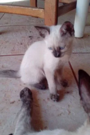 Gato raça SRD idade Abaixo de 2 meses nome Filhotinha