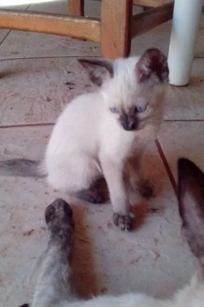 Gato ra a SRD idade Abaixo de 2 meses nome Filhotinha
