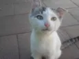 Kira