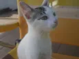 Kira
