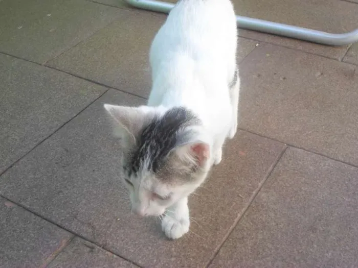Gato ra a SRD idade Abaixo de 2 meses nome Kira