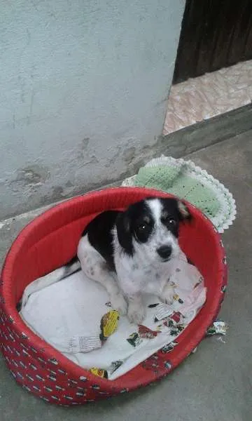 Cachorro ra a SRD idade 2 a 6 meses nome Malu