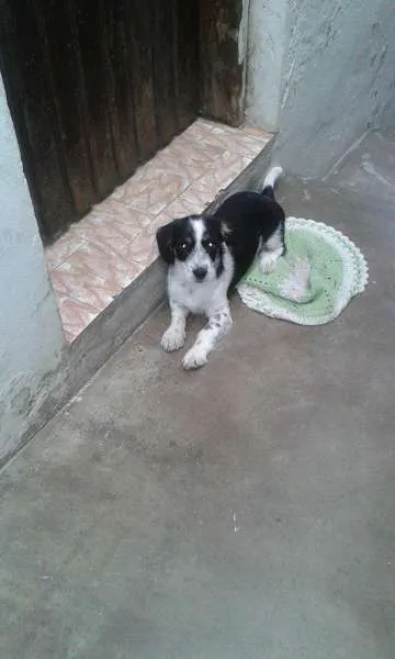 Cachorro ra a SRD idade 2 a 6 meses nome Malu
