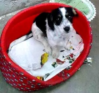 Cachorro ra a SRD idade 2 a 6 meses nome Malu