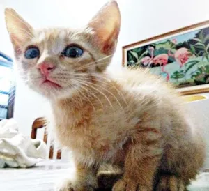 Gato raça SRD idade Abaixo de 2 meses nome Sem
