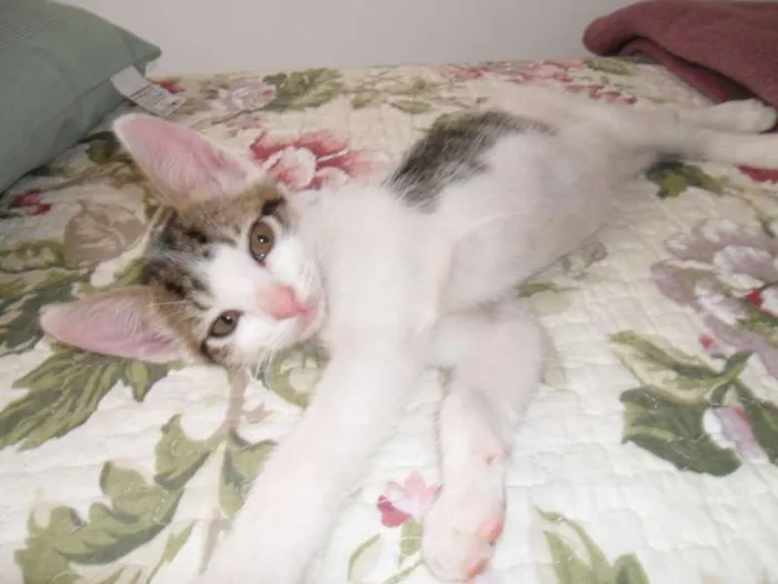 Gato ra a sem raça idade 2 a 6 meses nome Branquinha