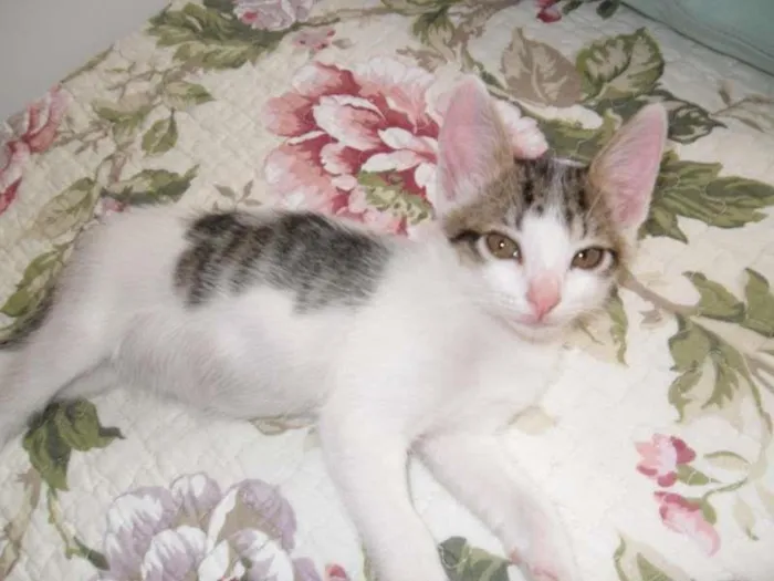 Gato ra a sem raça idade 2 a 6 meses nome Branquinha
