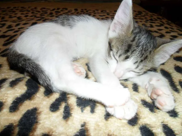 Gato ra a sem raça idade 2 a 6 meses nome Branquinha