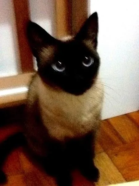 Gato ra a Siamês idade 4 anos nome Sagui