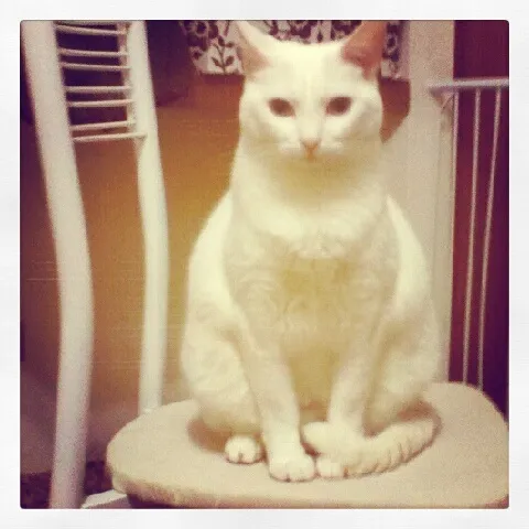 Gato ra a SRD idade 4 anos nome Milk