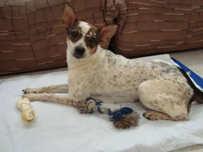 Cachorro ra a SRD idade 2 anos nome Mafalda