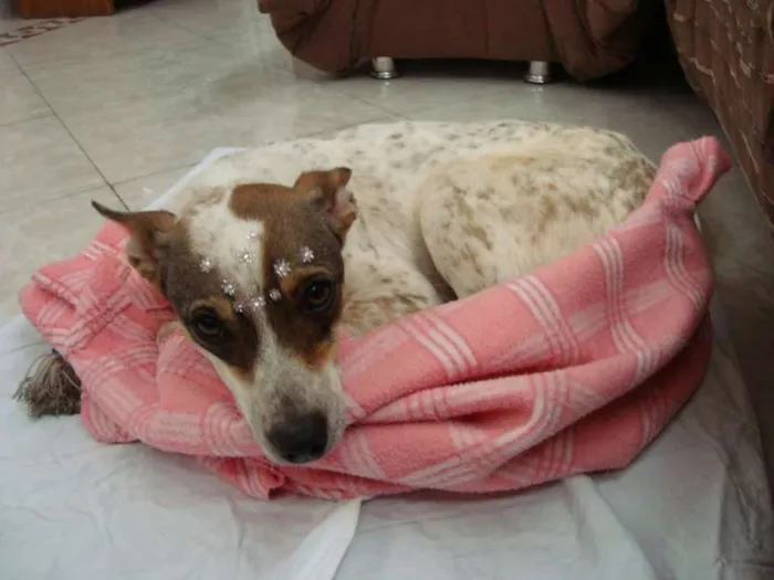 Cachorro ra a SRD idade 2 anos nome Mafalda
