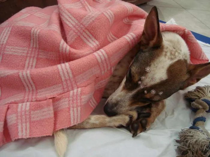 Cachorro ra a SRD idade 2 anos nome Mafalda
