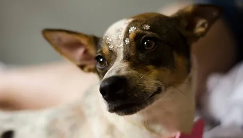 Cachorro ra a SRD idade 2 anos nome Mafalda