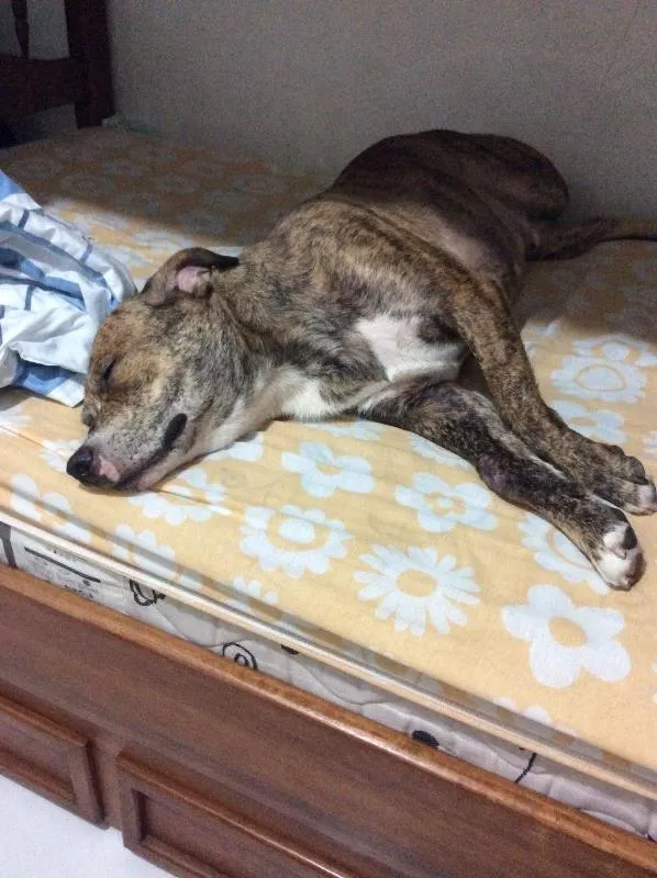 Cachorro ra a Pit-Bull idade 3 anos nome Tyler