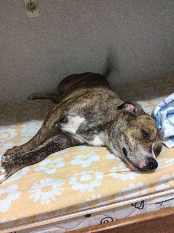 Cachorro ra a Pit-Bull idade 3 anos nome Tyler
