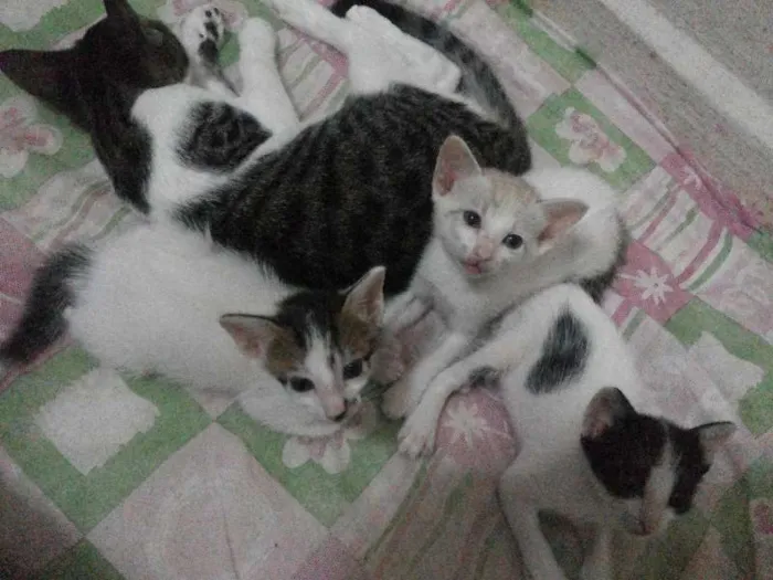 Gato raça Indefinida idade 2 a 6 meses nome Ainda sem nomes