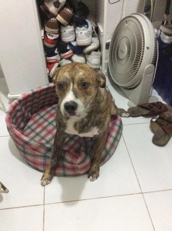 Cachorro ra a Pit-Bull idade 3 anos nome Tyler