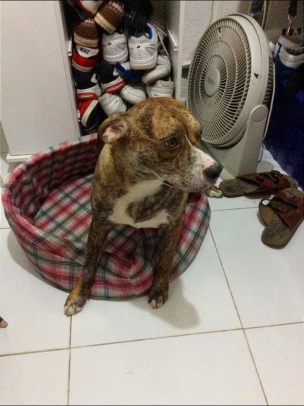 Cachorro ra a Pit-Bull idade 3 anos nome Tyler