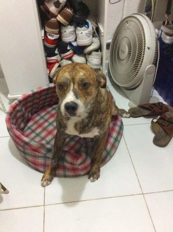 Cachorro ra a Pit-Bull idade 3 anos nome Tyler