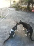 Gatinho/ Gatinha