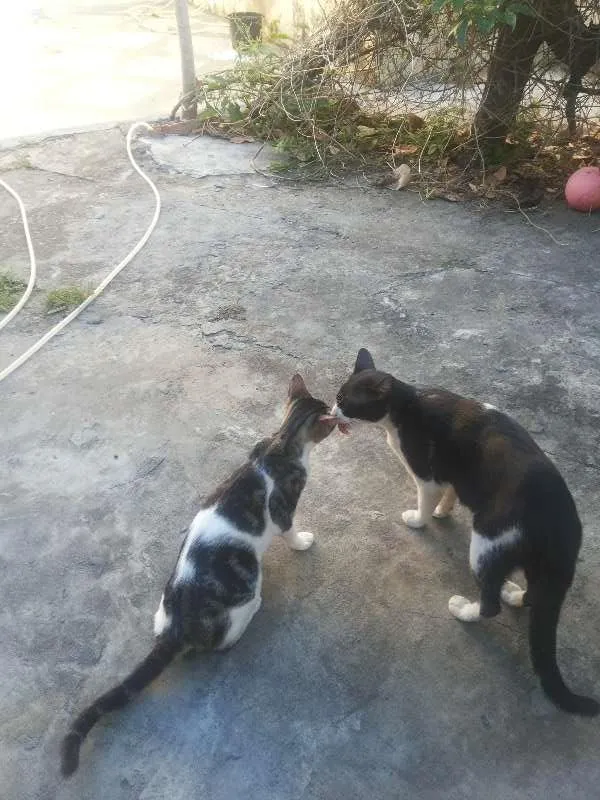 Gato raça Indefinida idade 3 anos nome Gatinho/ Gatinha