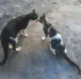 Gatinho/ Gatinha