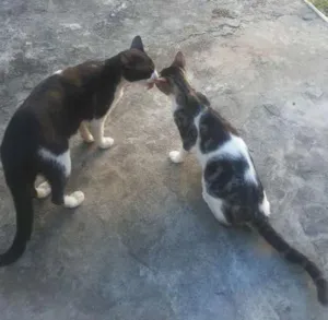 Gato raça Indefinida idade 3 anos nome Gatinho/ Gatinha