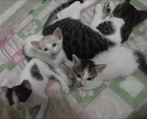 Gato raça Indefinida idade 2 a 6 meses nome Ainda sem nomes